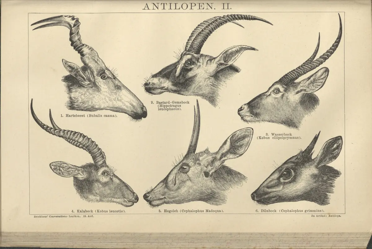 Tafel: Antilopen II.