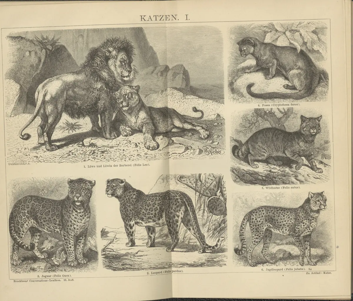 Tafel: Katzen I.