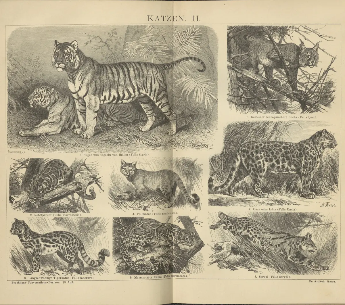 Tafel: Katzen II.