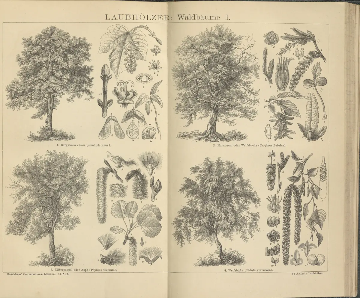 Tafel: Laubhölzer: Waldbäume I.