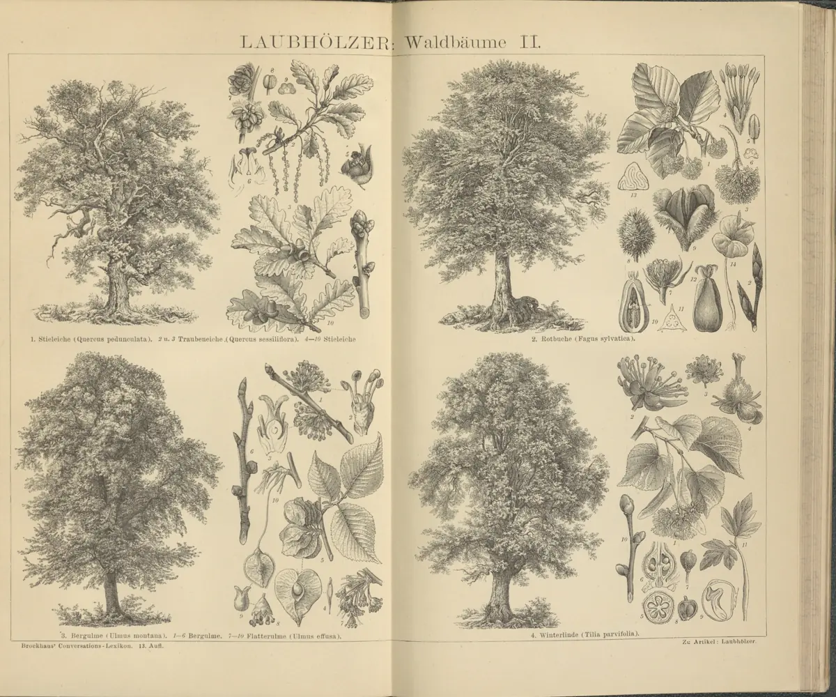 Tafel: Laubhölzer: Waldbäume II.
