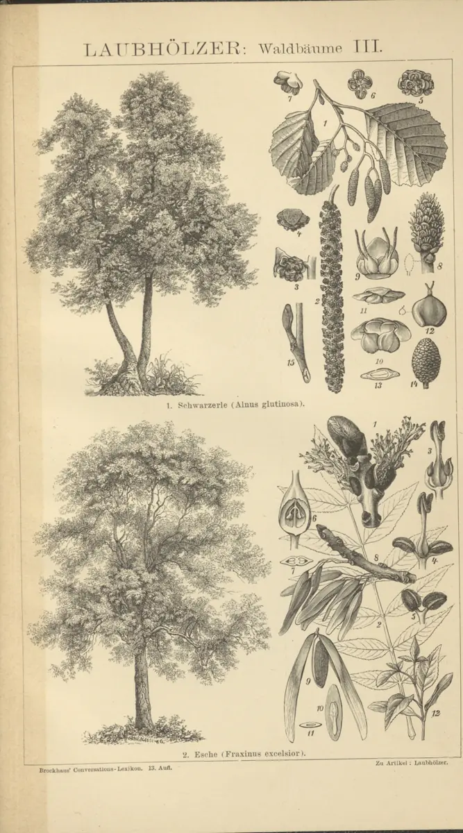 Tafel: Laubhölzer: Waldbäume III.