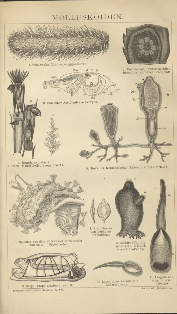 Tafel: Molluskoiden