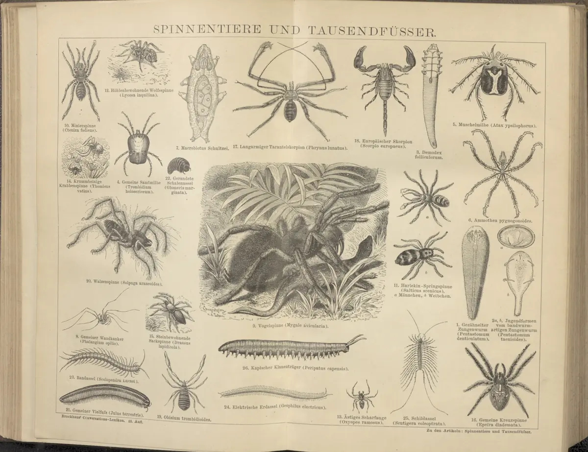 Tafel: Spinnentiere und Tausendfüßer
