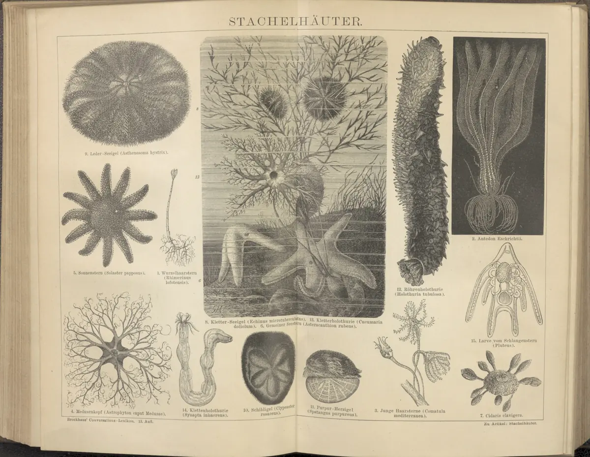 Tafel: Stachelhäuter