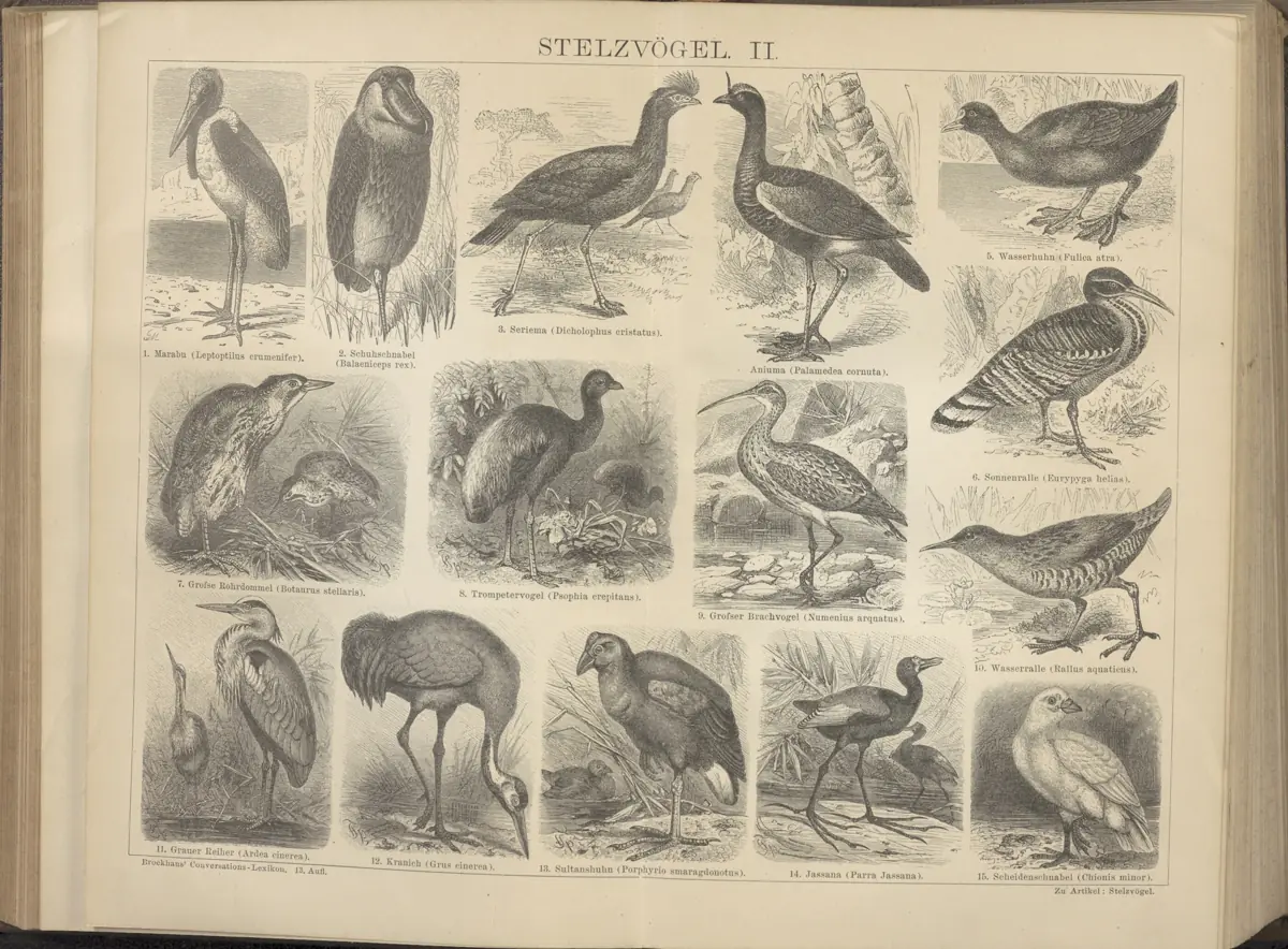 Tafel: Stelzvögel II.
