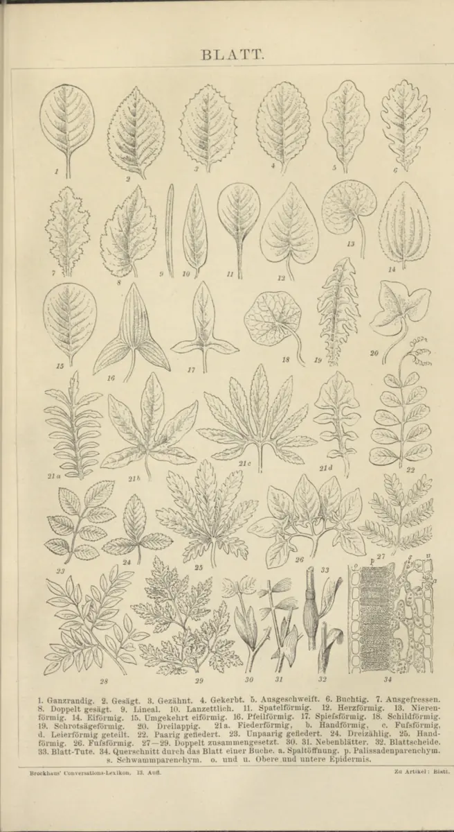 Tafel: Blatt