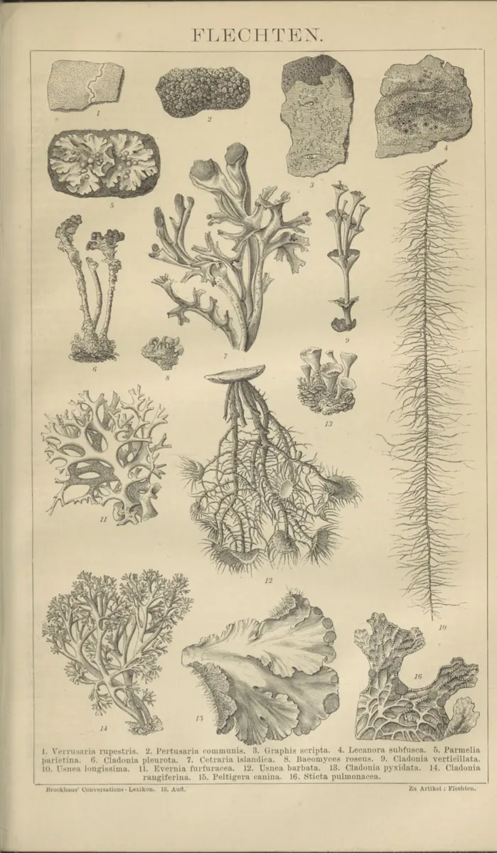 Tafel: Flechten