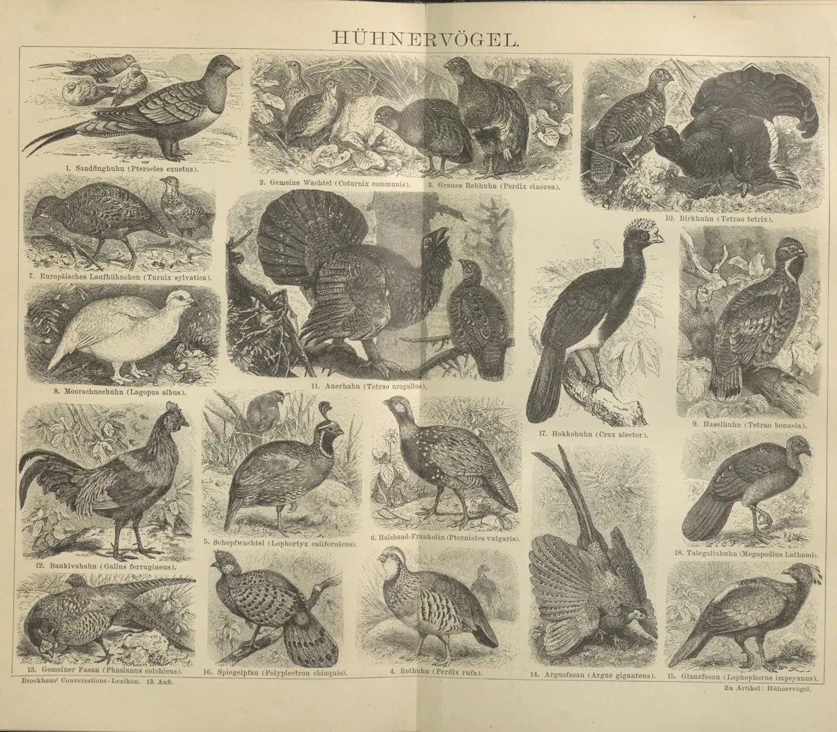 Tafel: Hühnervögel
