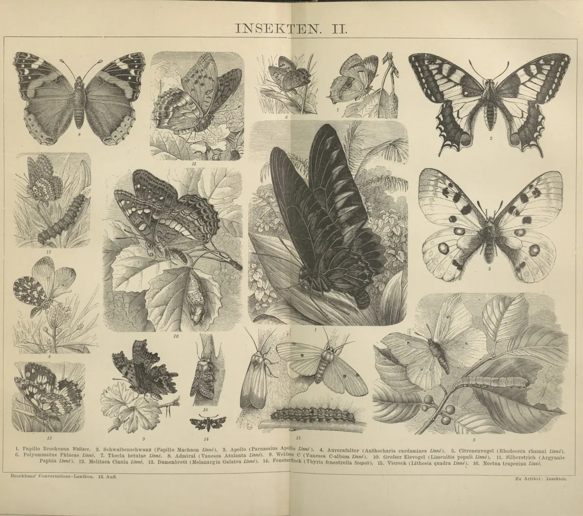 Tafel: Insekten II.