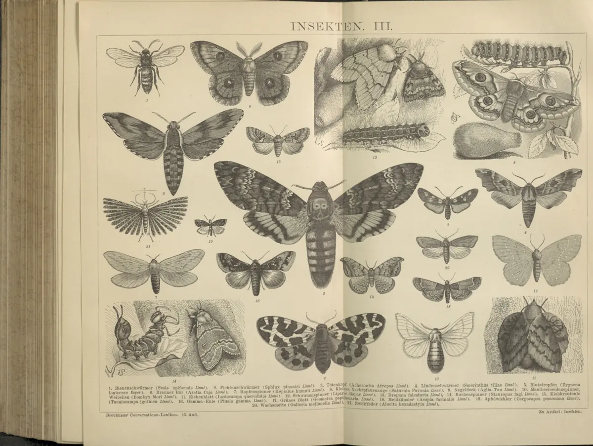 Tafel: Insekten III.