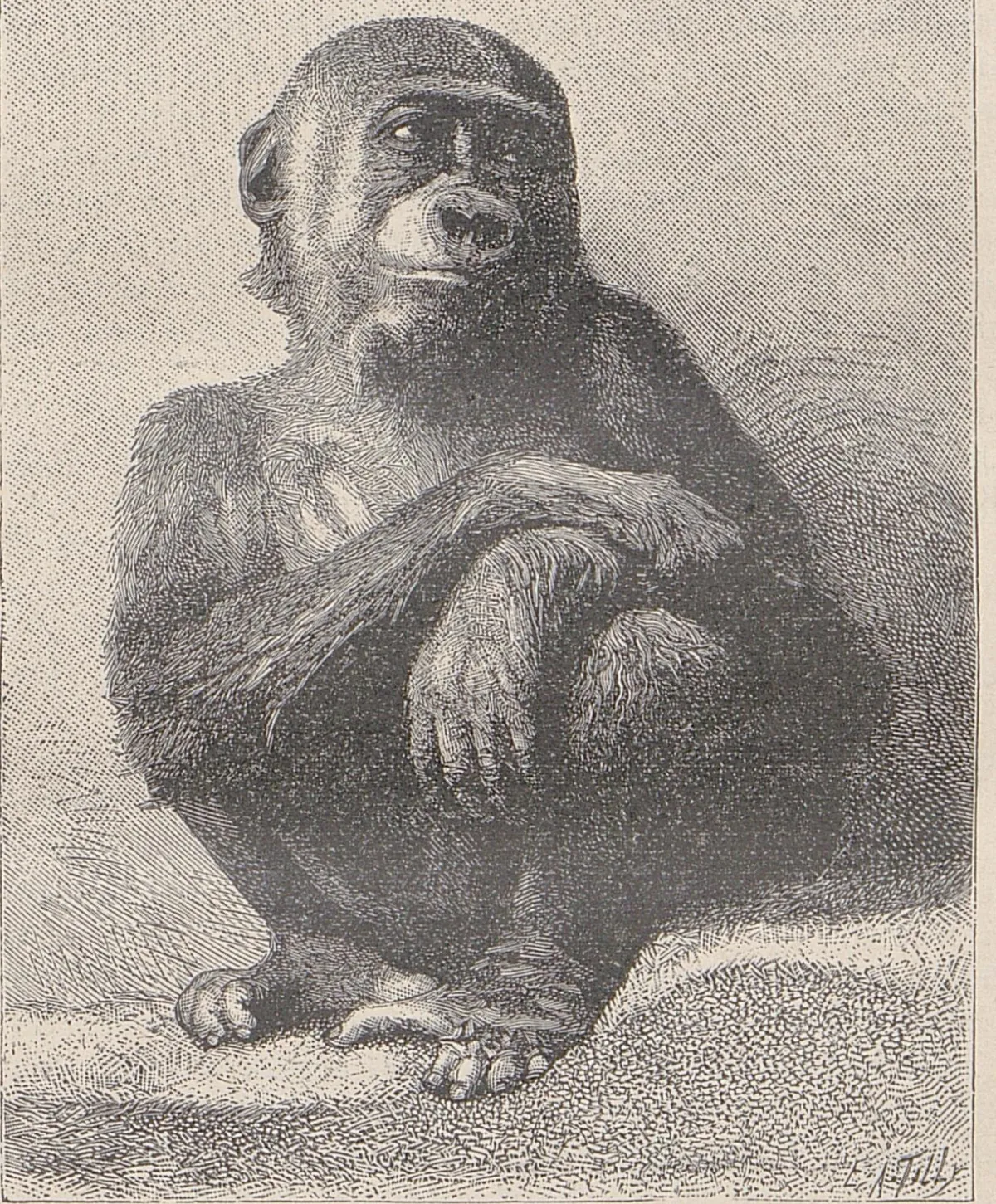 Junger Gorilla.