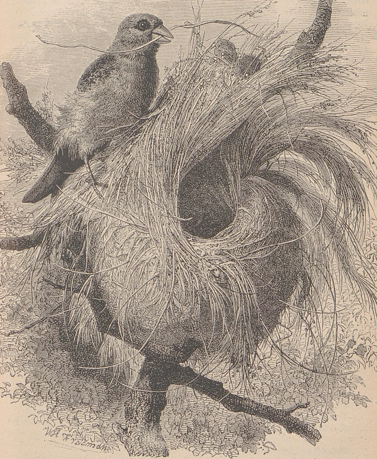 Mandara (Uand-ala)