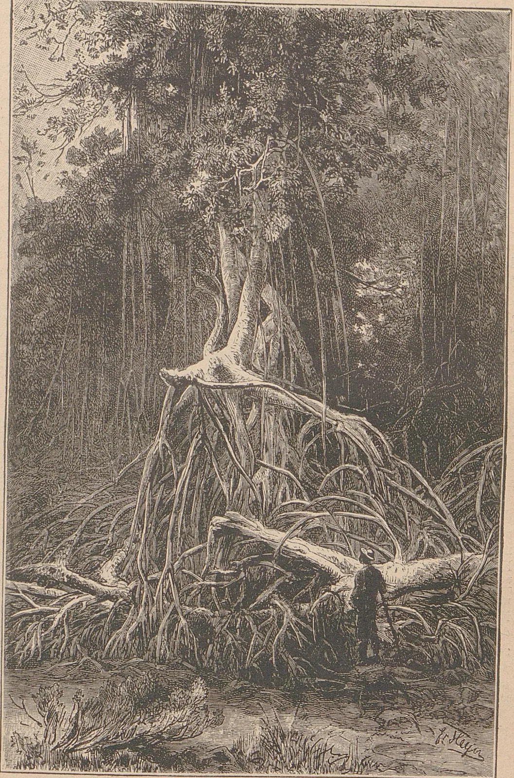 Mangroven.