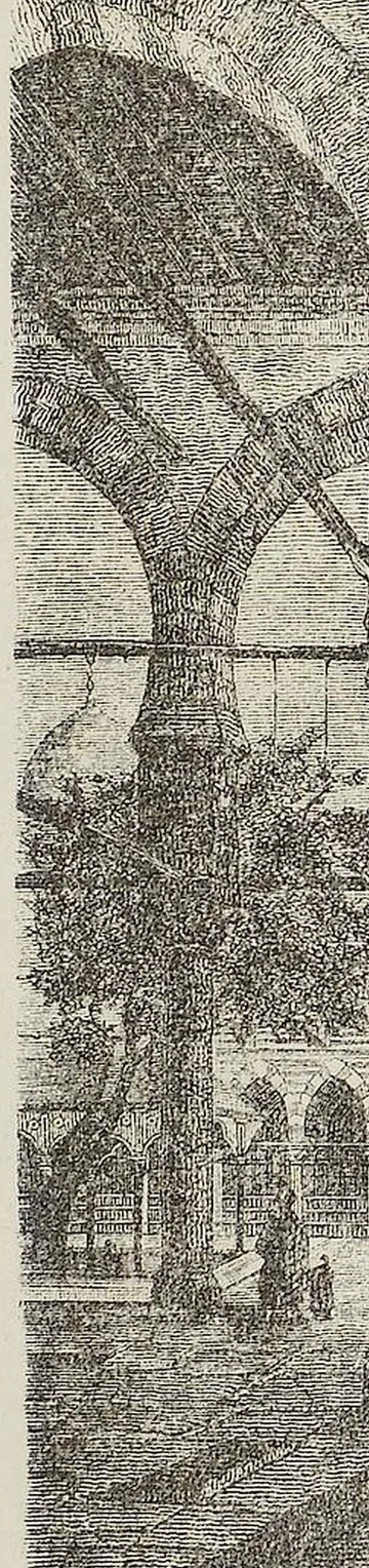 Saracenesea